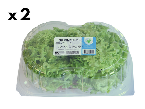 Live Springtime Lettuce